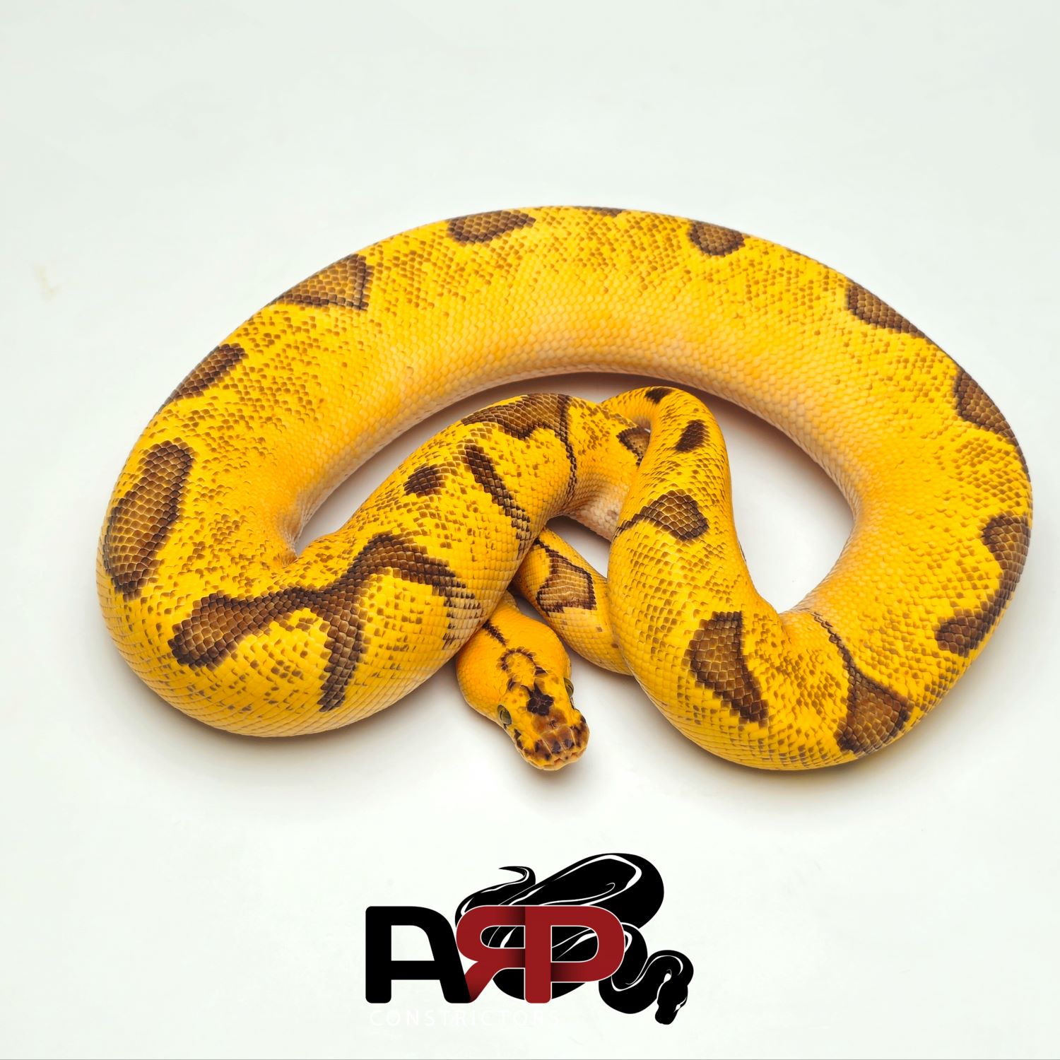 Super Enchi Pastel Clown (M)
