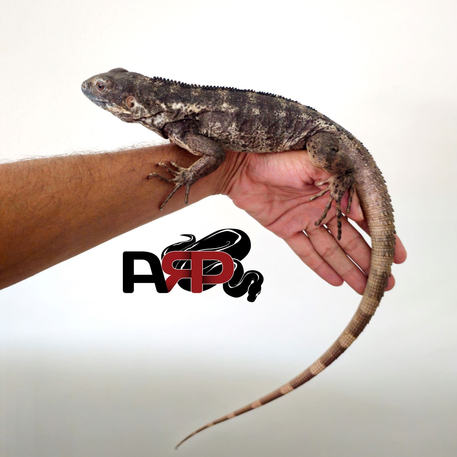 Pied Spiney Tailed Iguana (Juvie - M) - Image 2
