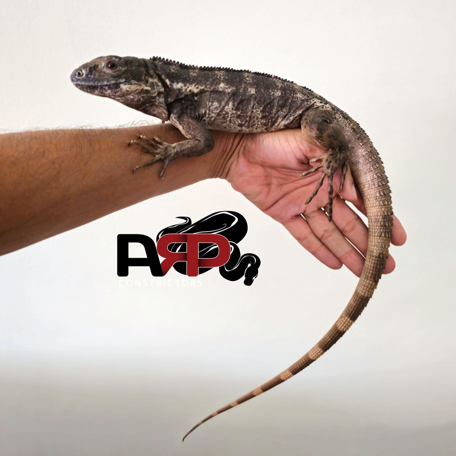 Pied Spiney Tailed Iguana (Juvie - M)