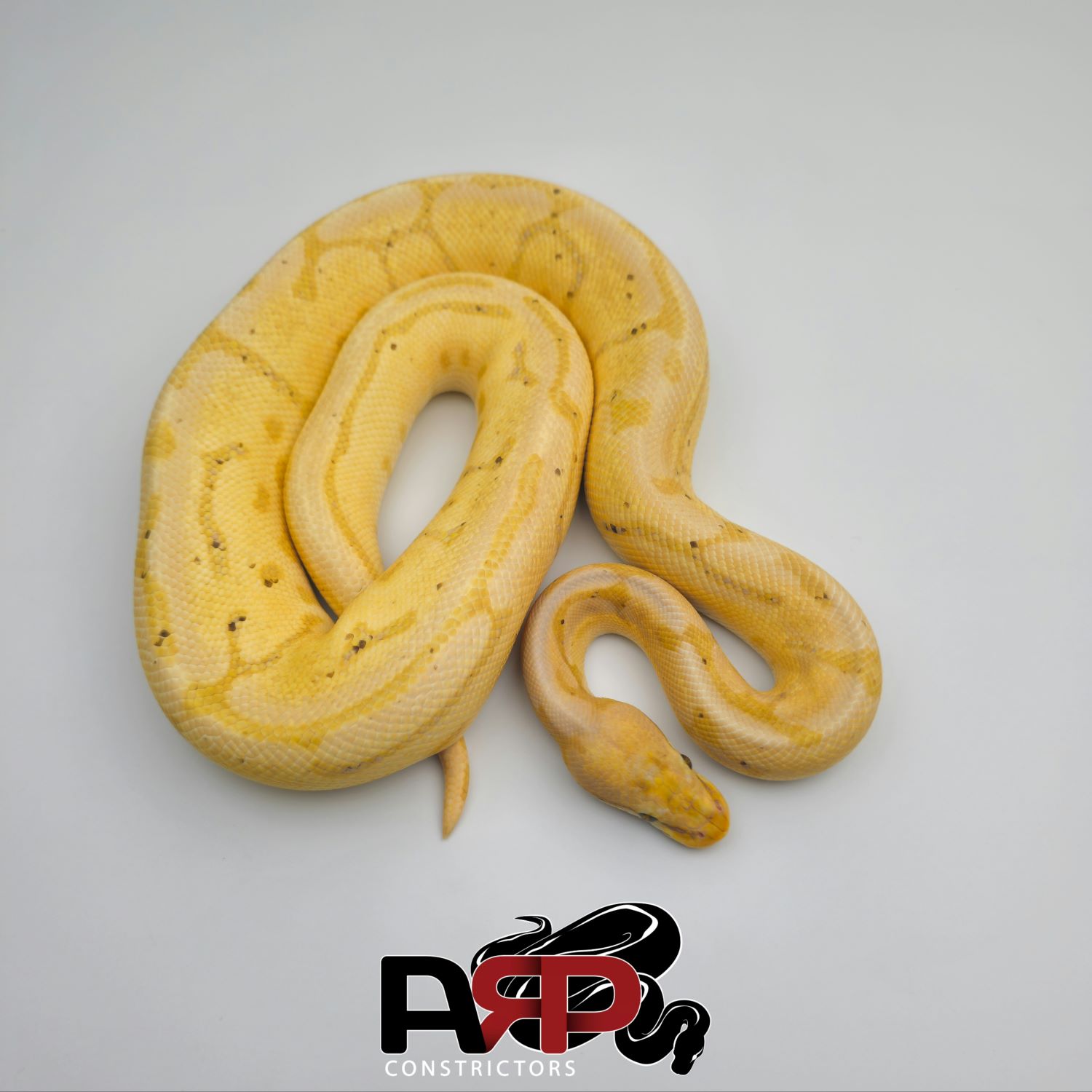 Banana Leopard Spidave (M) - Image 2