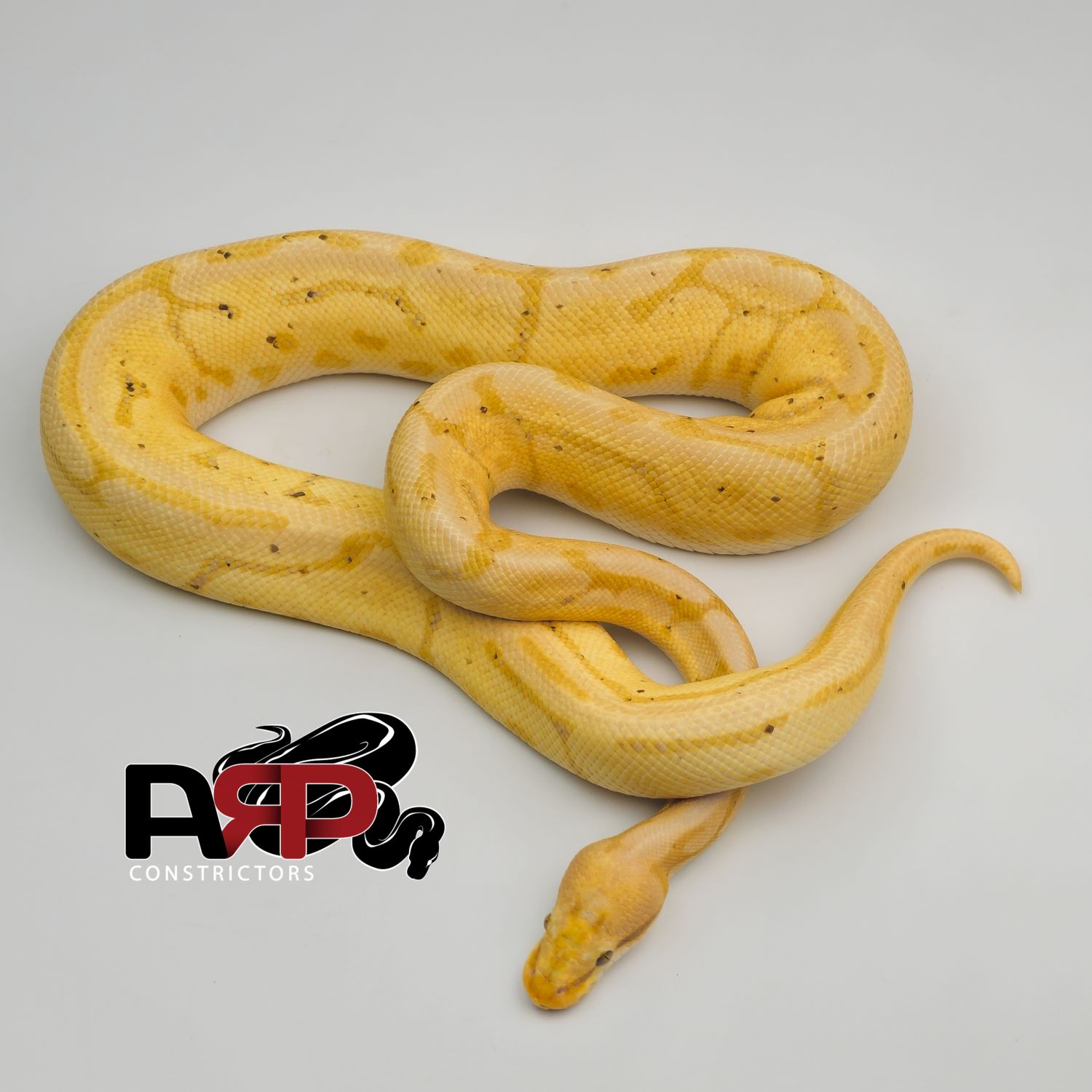 Banana Leopard Spidave (M)