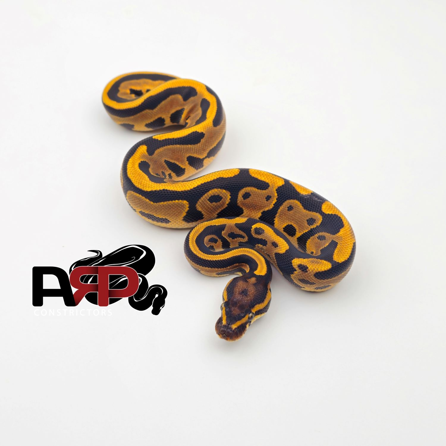 Leopard Enchi YB/Asphalt (F) - Image 3
