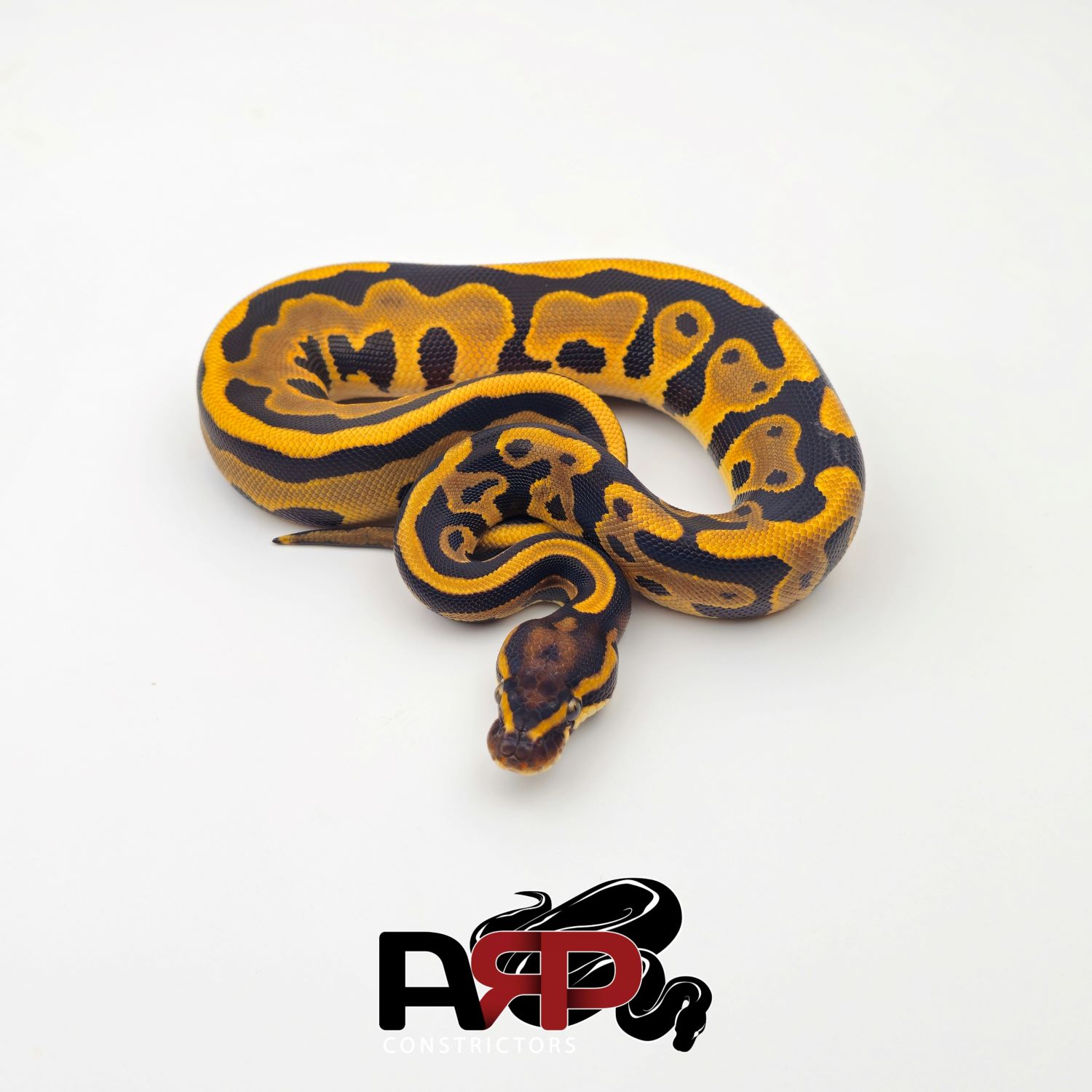 Leopard Enchi YB/Asphalt (F)