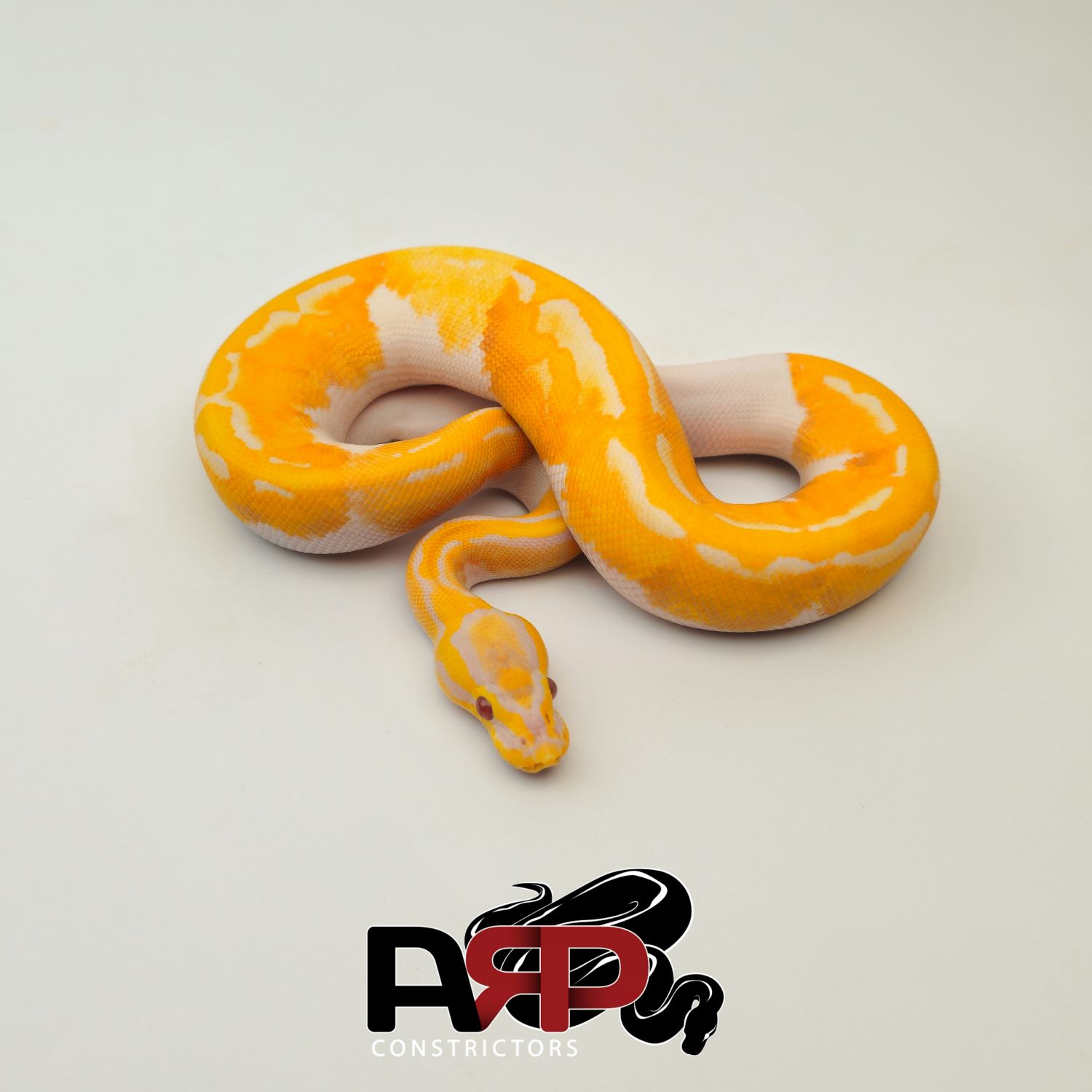 Pastel Dreamsicle poss Super Pastel (M)
