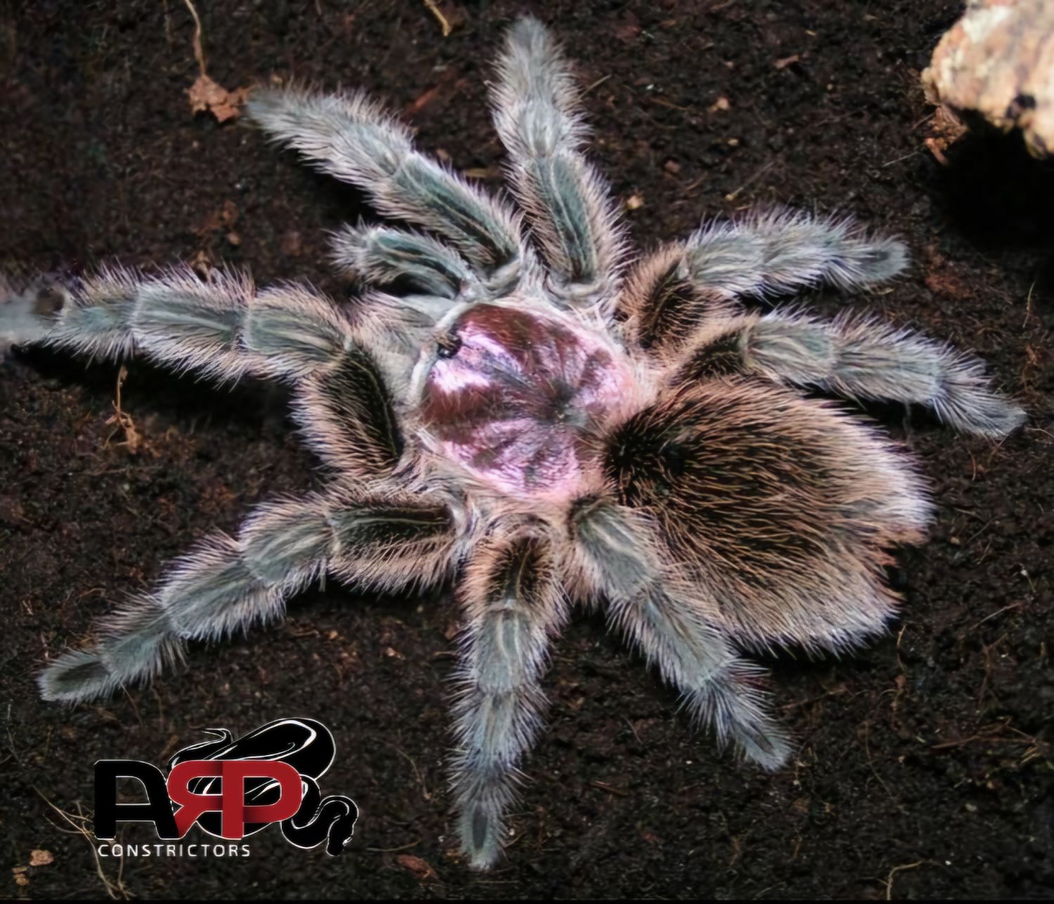 Rose Hair Tarantula (Sling)