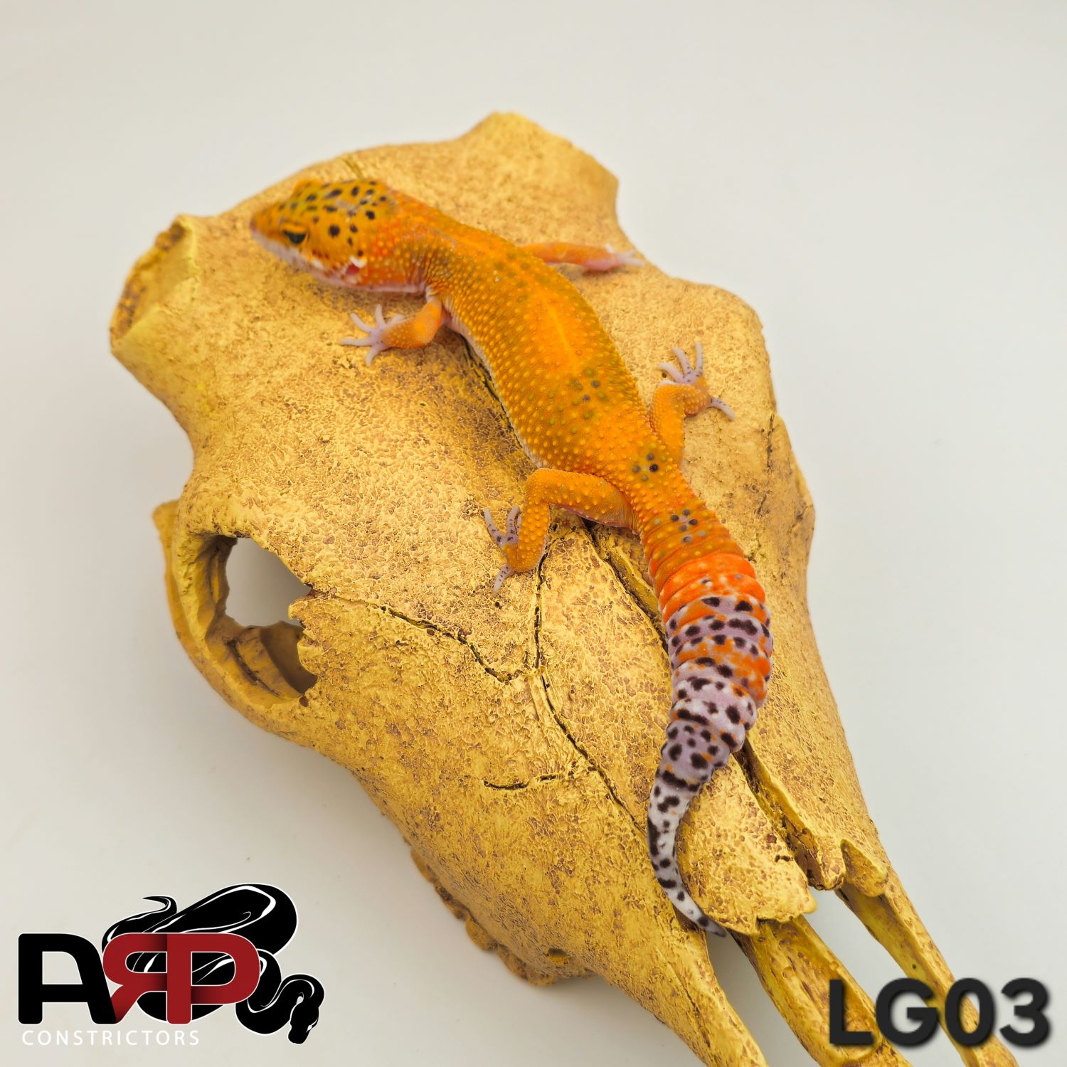 Mandarine Tangerine Leopard Gecko - Image 3