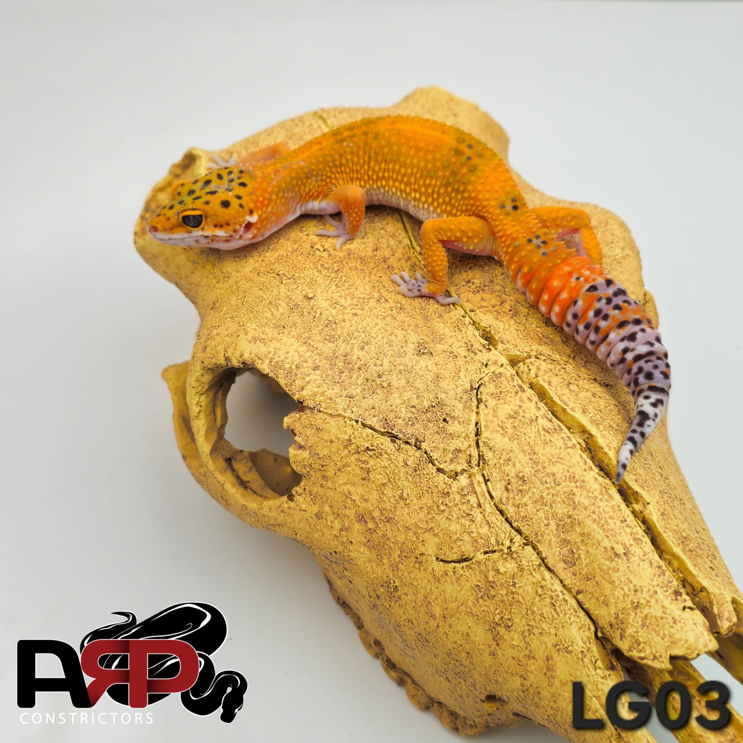 Mandarine Tangerine Leopard Gecko