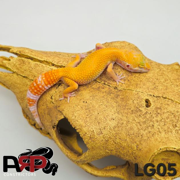 Sunglow Leopard Gecko