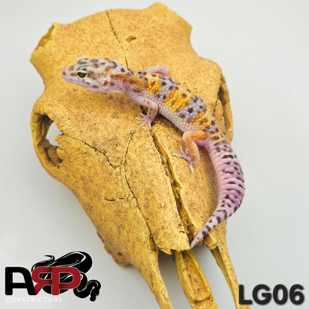 Macksnow Leopard Gecko